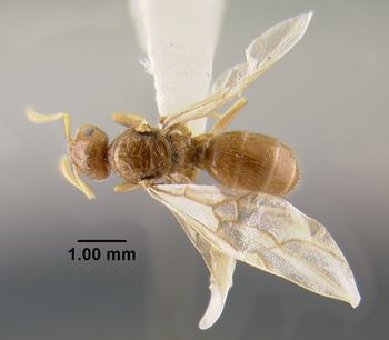 Media type: image;   Entomology 34759 Aspect: habitus dorsal view